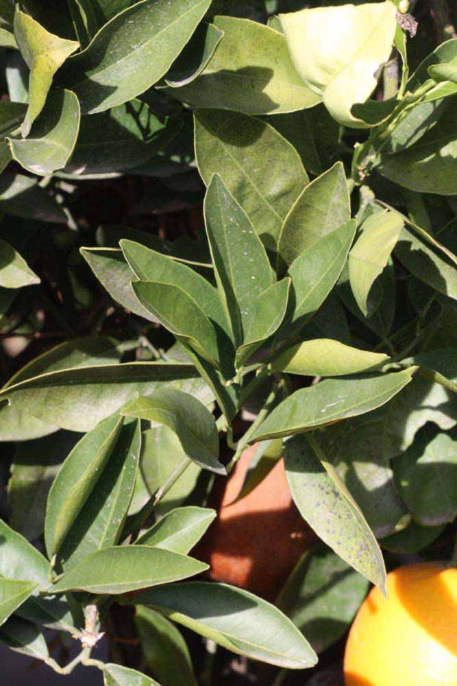            Sun leaves (Fisher, Riverside, CA)   